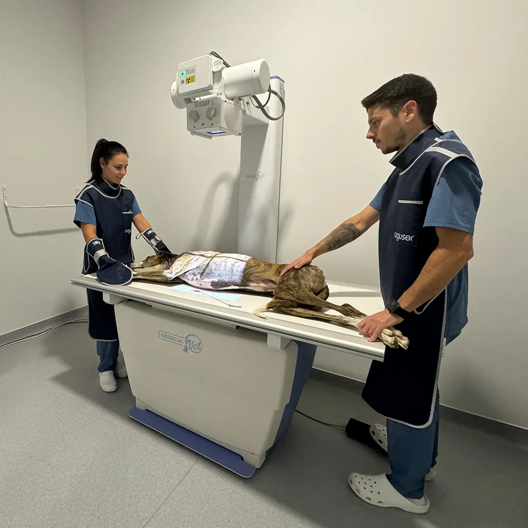 radiologia Perro al que se le está realizando una ecografía en una consulta veterinaria