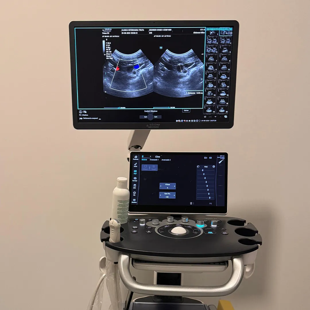 ecografia Perro al que se le está realizando una ecografía en una consulta veterinaria