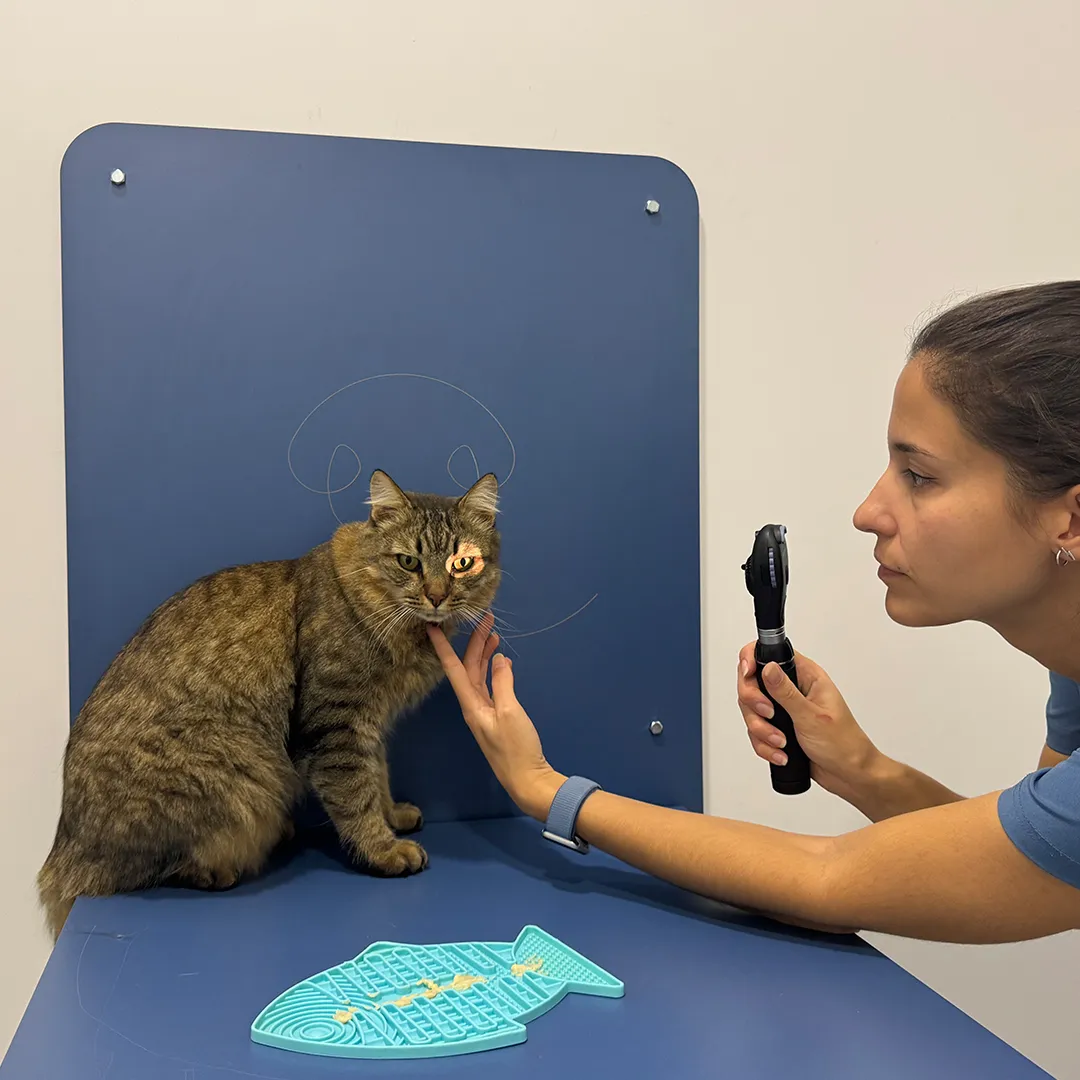 medicina-felina Perro al que se le está realizando una ecografía en una consulta veterinaria