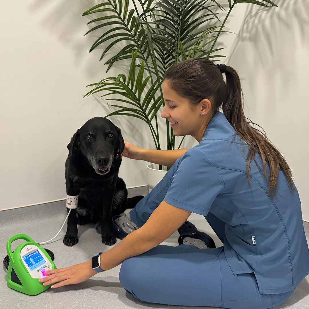 medicina-interna Perro al que se le está realizando una ecografía en una consulta veterinaria