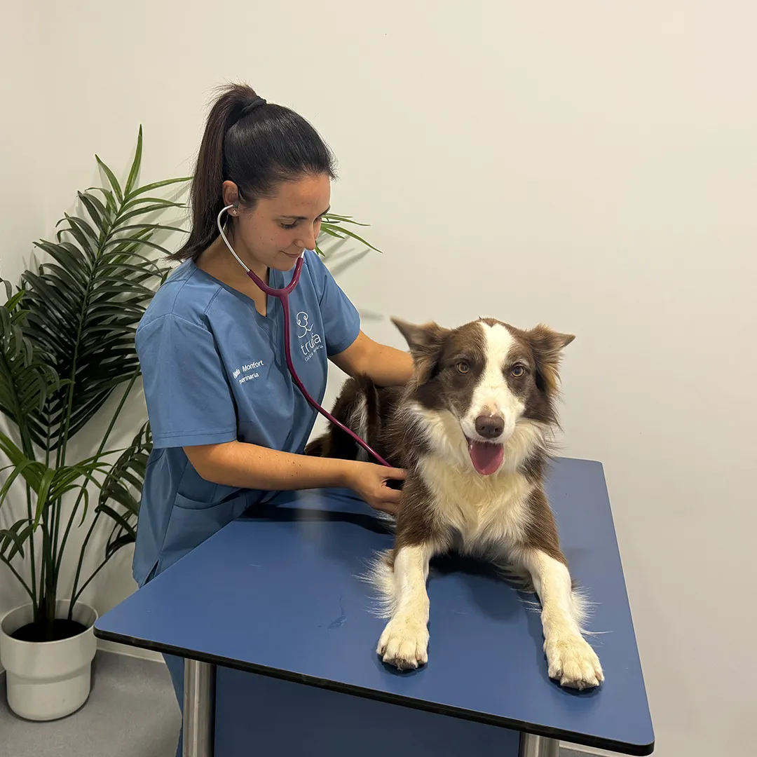 medicina-preventiva Perro al que se le está realizando una ecografía en una consulta veterinaria