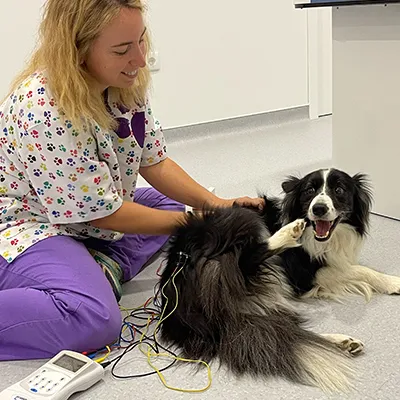 fisioterapia Perro al que se le está realizando una ecografía en una consulta veterinaria
