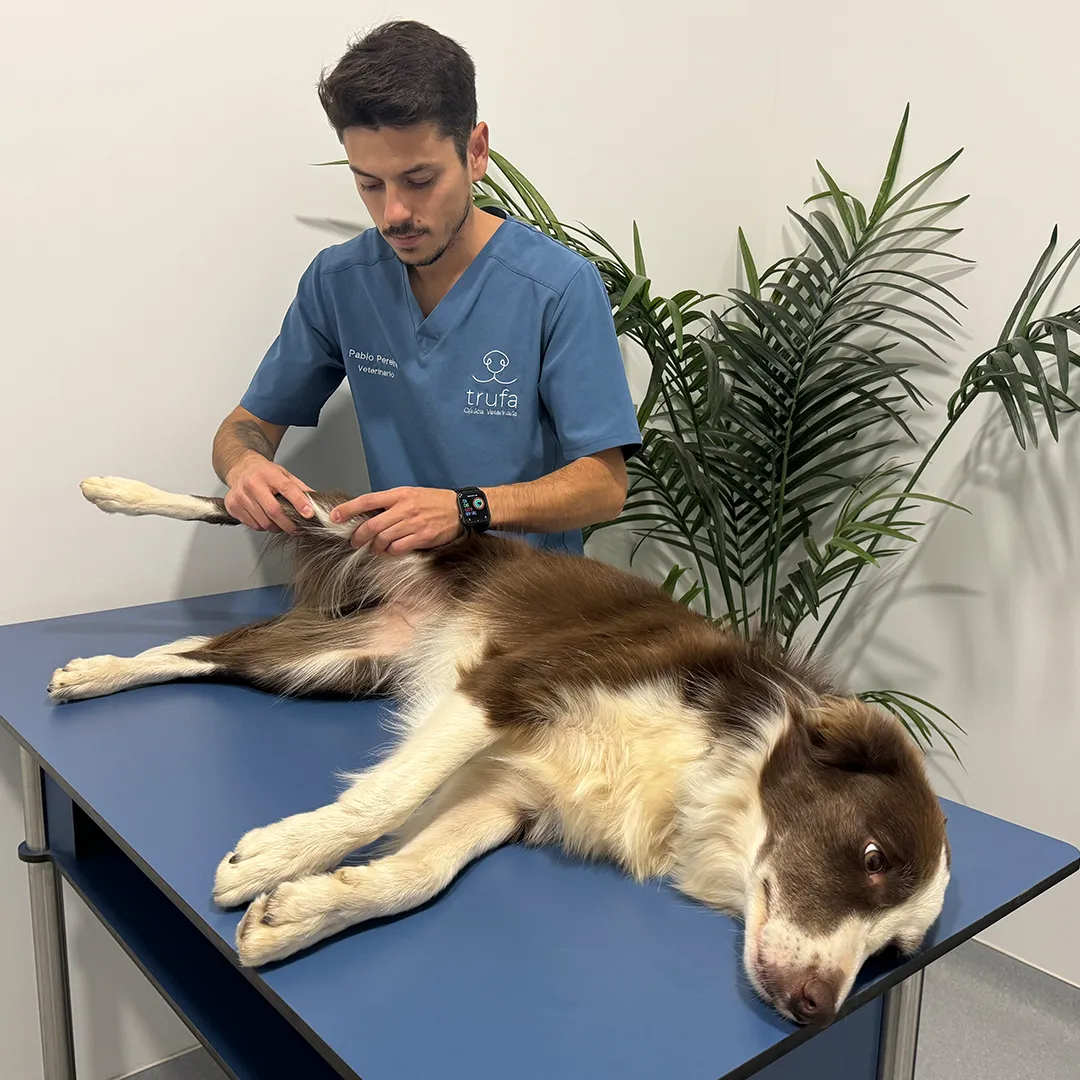 traumatologia Perro al que se le está realizando una ecografía en una consulta veterinaria