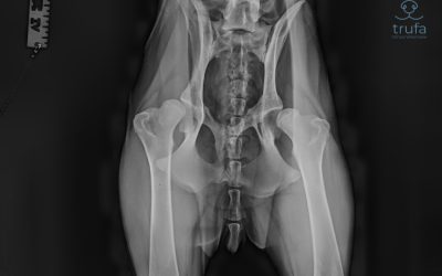 Displasia de cadera en perros y gatos: causas, síntomas y tratamientos